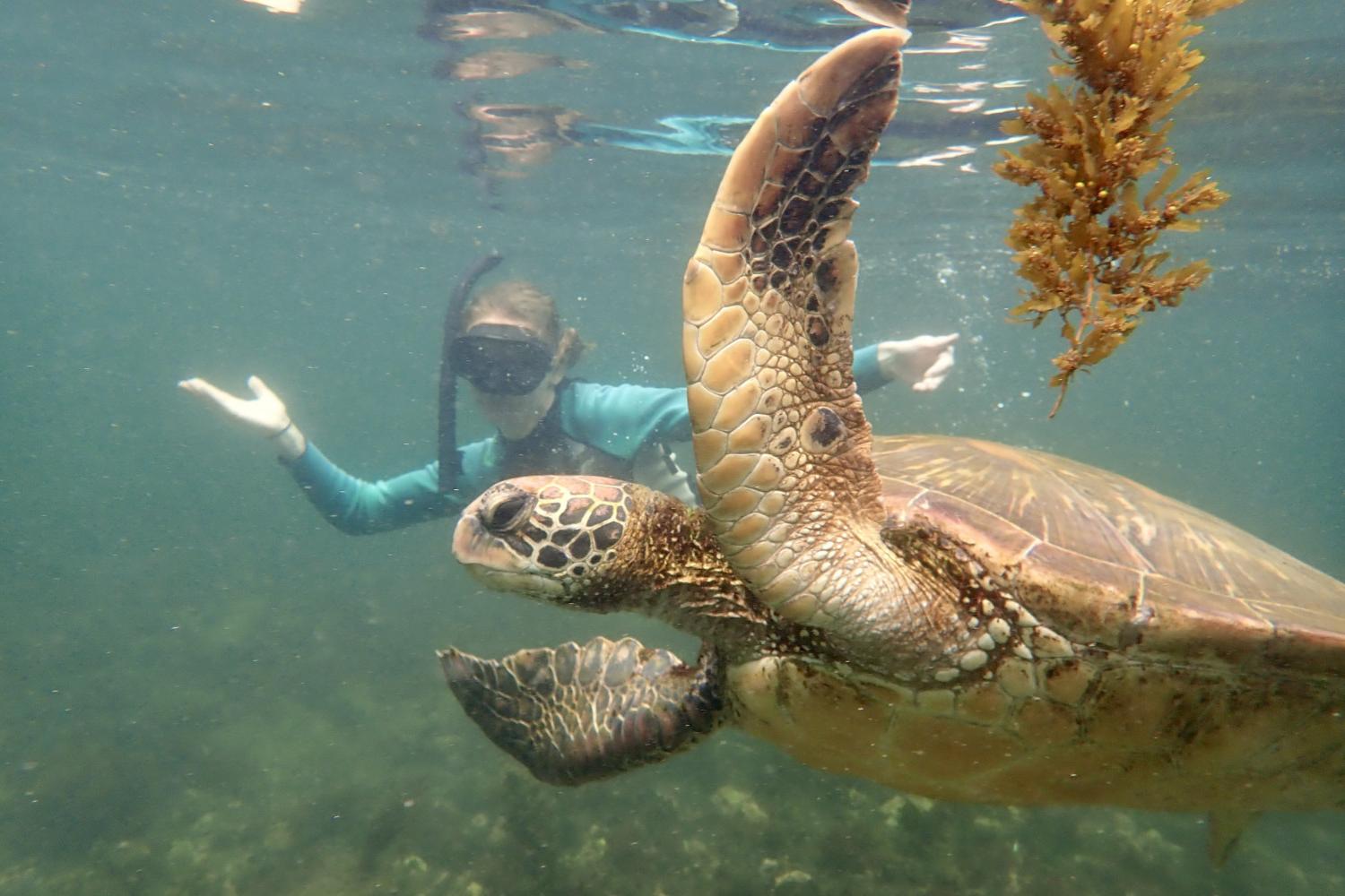 一名<a href='http://uoze.ngskmc-eis.net'>博彩网址大全</a>学生在Galápagos群岛游学途中与一只巨龟游泳.